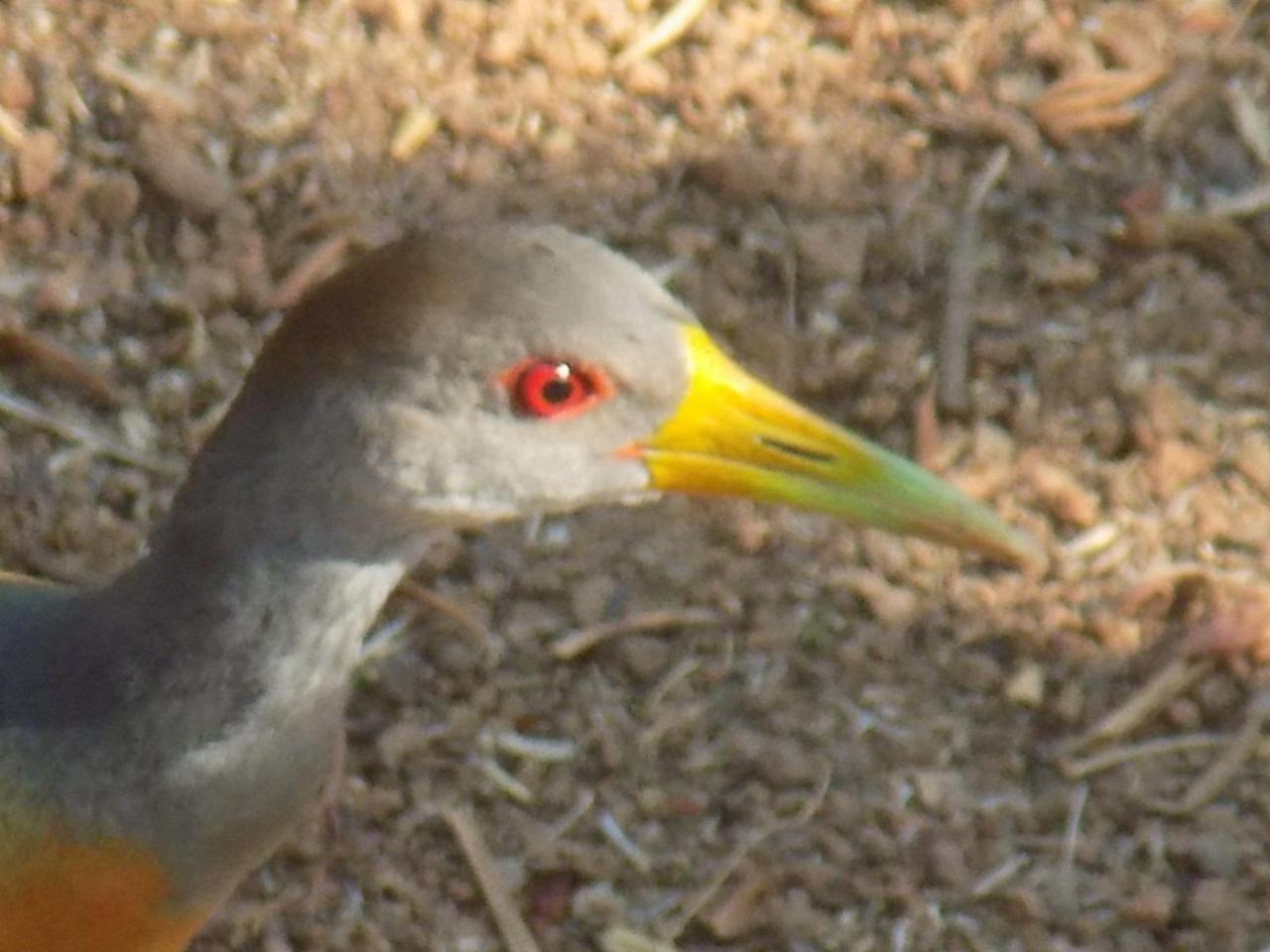 Pousada Fenix Pirenópolis Exteriér fotografie