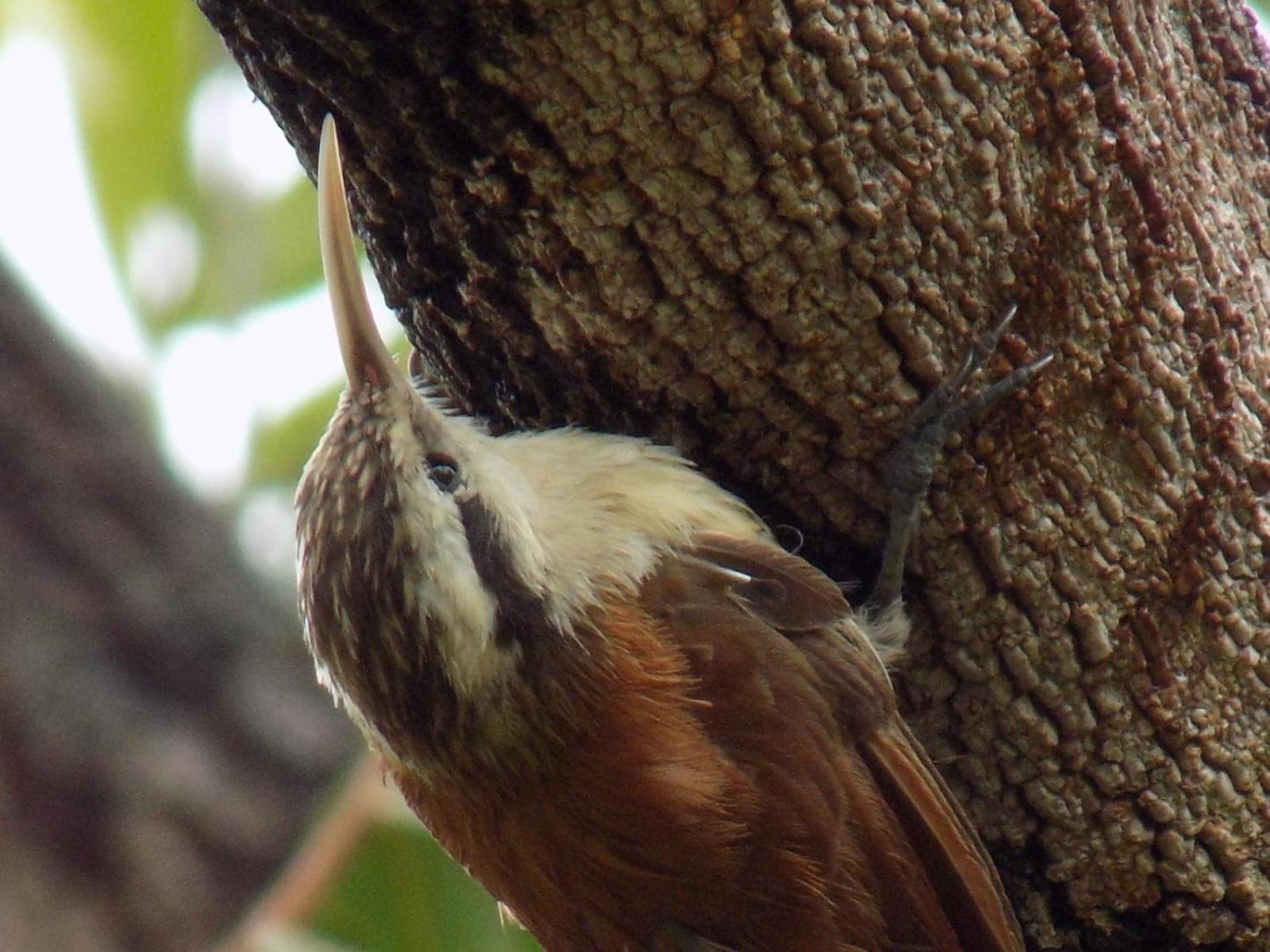 Pousada Fenix Pirenópolis Exteriér fotografie