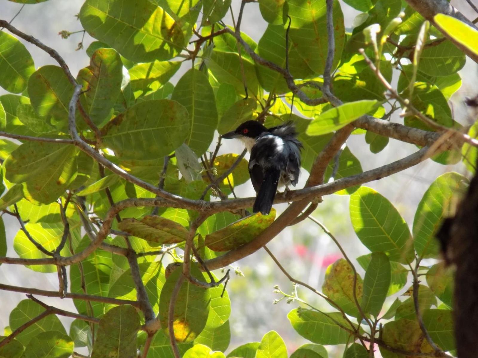 Pousada Fenix Pirenópolis Exteriér fotografie