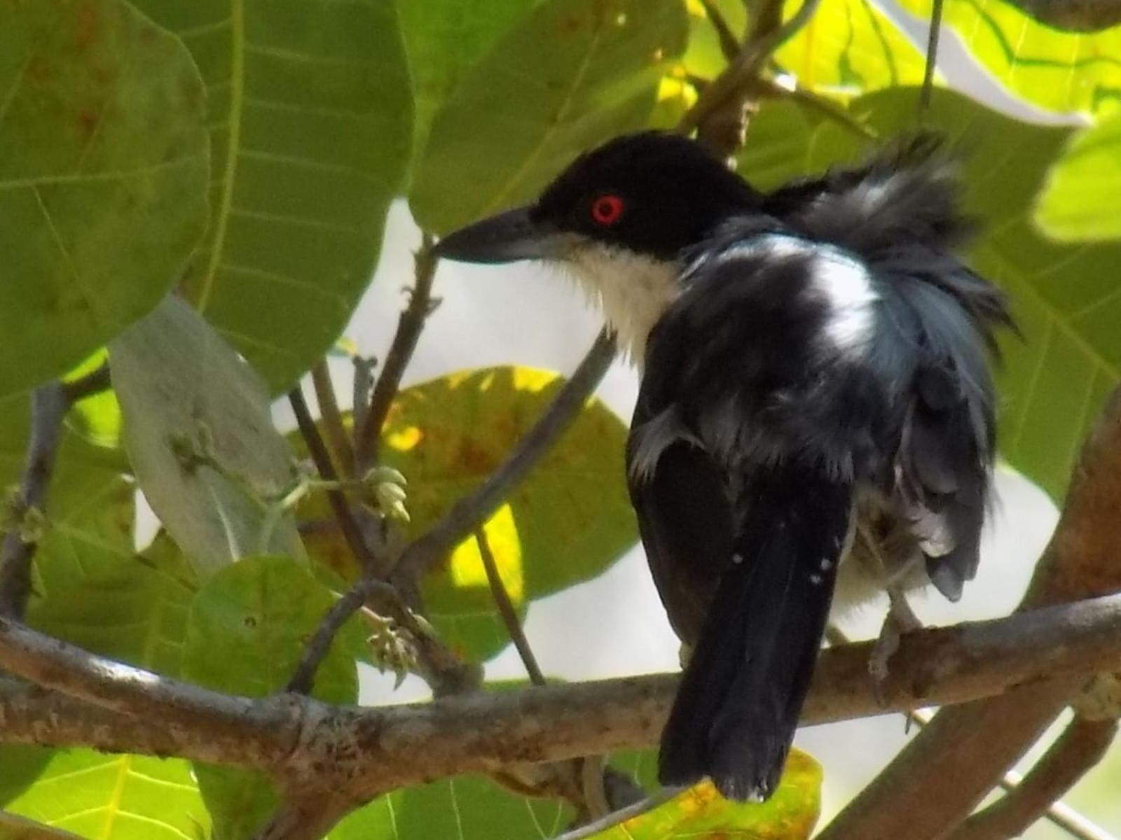 Pousada Fenix Pirenópolis Exteriér fotografie