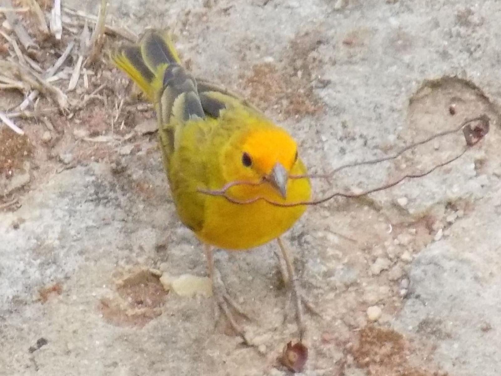Pousada Fenix Pirenópolis Exteriér fotografie