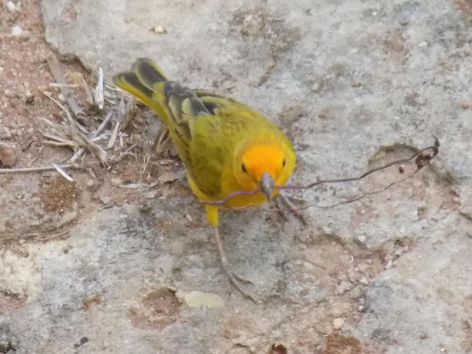 Pousada Fenix Pirenópolis Exteriér fotografie