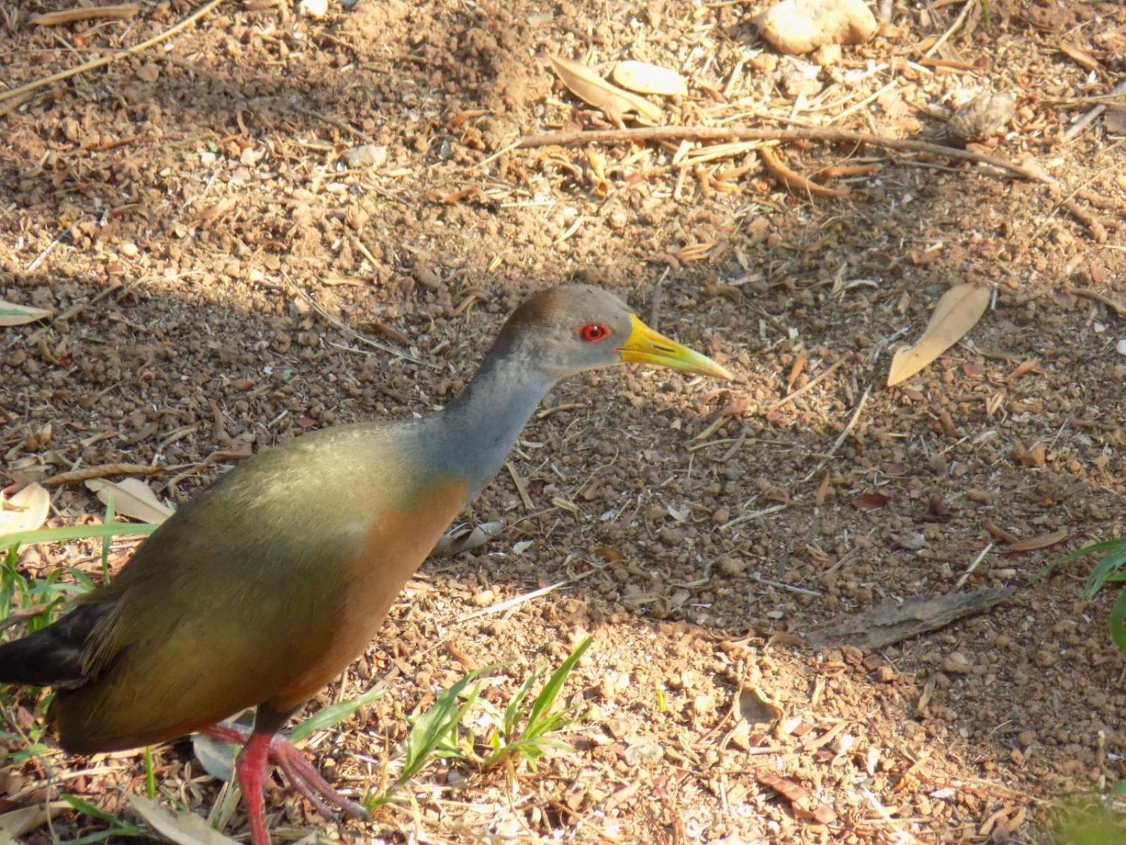 Pousada Fenix Pirenópolis Exteriér fotografie